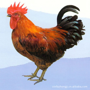 鼦鼦