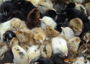 ӱʯׯ񼦡