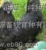 Ӧ̿ǵ磬̿ǵڼ磬«