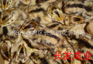 鼦鼦