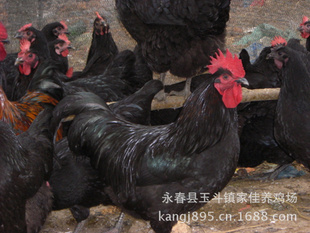 晋江土鸡,石狮土鸡,白肉土鸡,安溪土鸡,德化黑鸡,南安土鸡