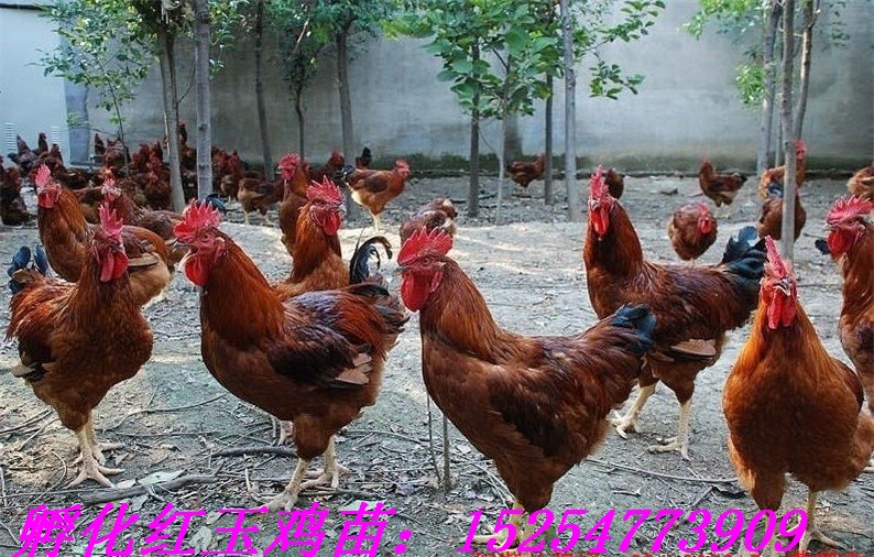 籿綷