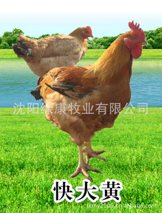¿Ƽ