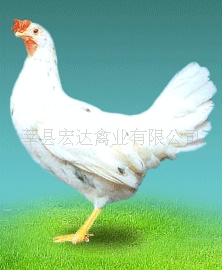 ۸ɺ