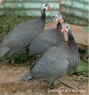鼦硢鼦縣ʡ¶ȼ