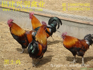﹩硢硢ڹǼ硢¼