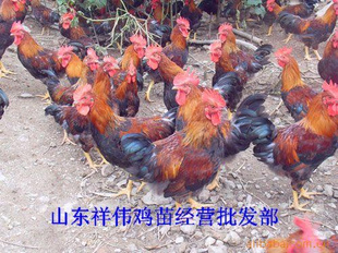 鼦ɽΰ羭Ӫ