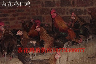 軨и̲Ʒֳ
