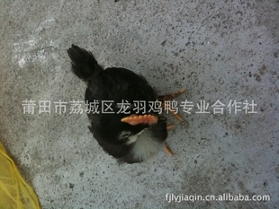 缦۸Ѽ