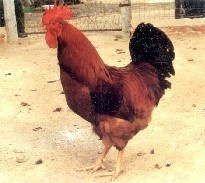 Ǽؼ2.5Ԫ/ֻ