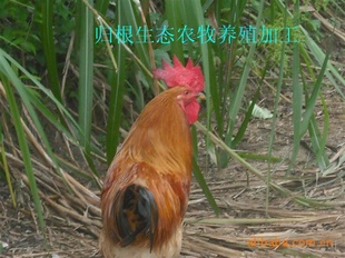 ɢ̬ɽش󹫼(ޣ