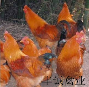 ϸۡζ