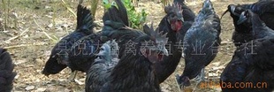 ֱڹǼͼ