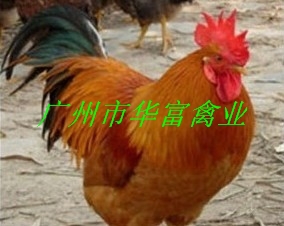 ֱƼ