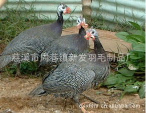 鼦鼦