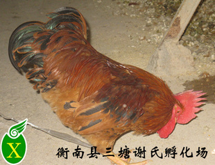 ۴ӭѯ