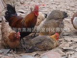 ļ鼦.ĸ.