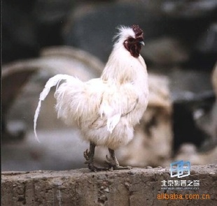 ˿۸ɽ硢鼦硢̿ǵ鼦