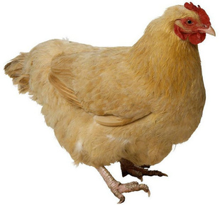 ƼŮʿиƷũɢӪĸ궨
