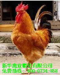 ṩưۻ