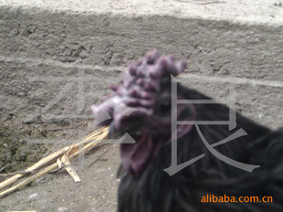 Ӫζ˫ڸһ̾Ժڼ̿ǵ