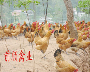 ǰ˳ݣ۸ʵڣŷѡ