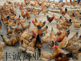 ֱԳ硢ؼ㶫K9Ƽ