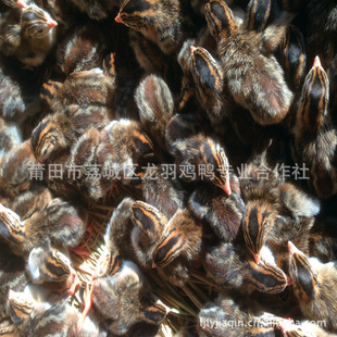 鼦缦۸鼦