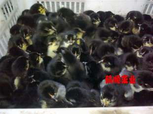 ڼ磬ڽź绶ӭζüѡ
