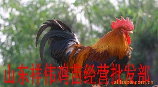 鼦۸ΰ羭Ӫ