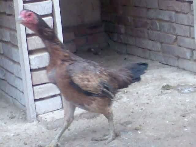 ɾӼ