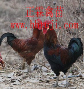 磬1Ԫ/ֻԤɡQQ:107731573