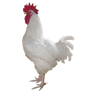 ݸũƼķҰ