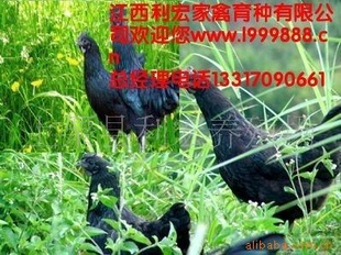 ںڼ硢ڼ硢㶫ڼܳ