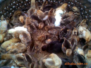 ڼ缦