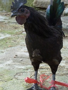 Ӧ̿ǵڼ磬鼦磬