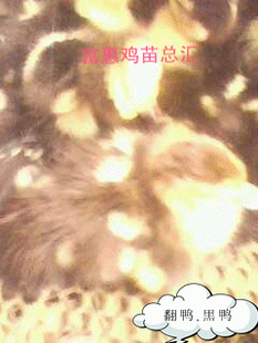 깲Ӧĵ㻨Ѽ..ѼڣڷѼڻѼ