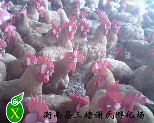 特别推荐大量快大黄鸡成活率高量大价