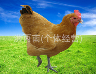 ϸȺϲĸ