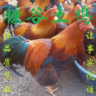 ˼⼦ͺ