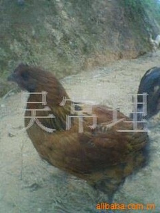 (ԭּ̬)