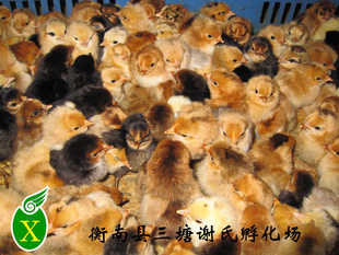 鼦лϷ鼦
