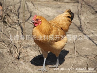 Ϻزݼ|Ϻزݼ۸|Ϻزݼ|Ϻزݼ
