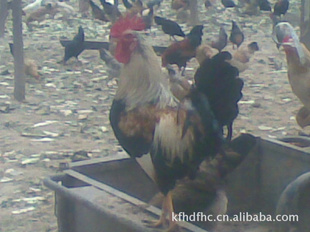 籣ȣṩֳ