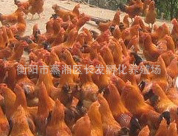 ֻƼ缦缦