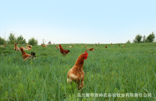 ԭũȴֲݵؼ/chickenֳ/ֳ