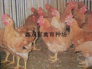 ũ