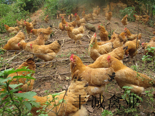 ҹݺ뼦