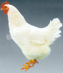 ּ纣w-36