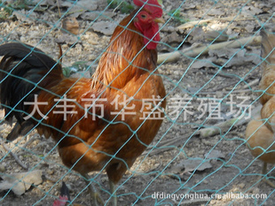 ṩŲݼ